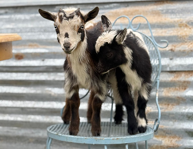 Two kids on a blue chair Two kids on a blue chair