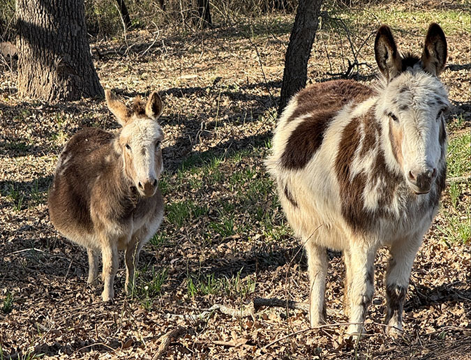 Donkeys Daisy and Pippy Donkeys Daisy and Pippy