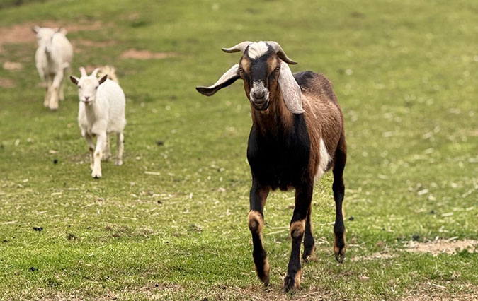 Two kids and a goat Two kids and a goat