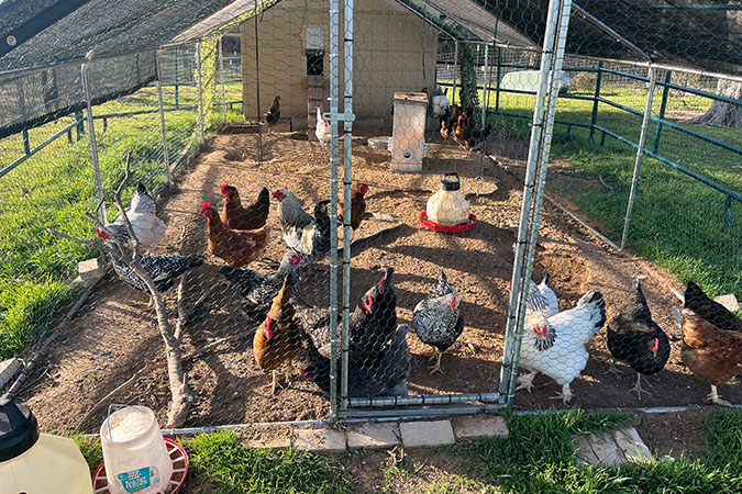 Chickens in their coop Chickens in their coop