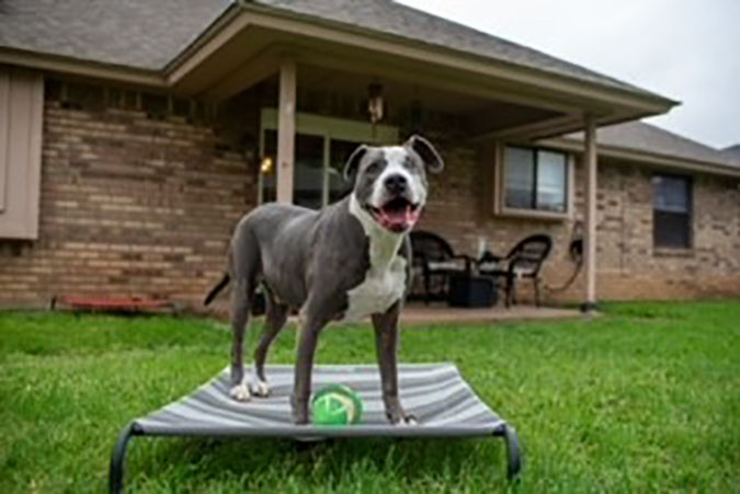 Foster dog Eugene, standing tall and proud Foster dog Eugene, standing tall and proud