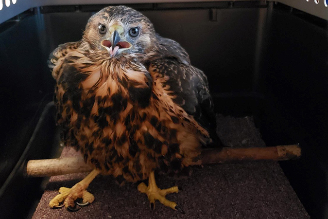 A Northern goshawk rescued by Henderson A Northern goshawk rescued by Henderson