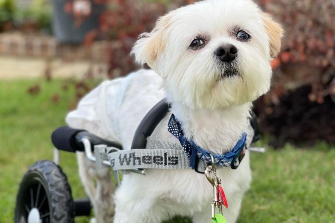 Bonzo was found and rescued by Saving Hope. The Hedricks saw a video of him unable to walk and knew he needed their help. They helped the organization raise money to cover his wheelchair. Bonzo was found and rescued by Saving Hope. The Hedricks saw a video of him unable to walk and knew he needed their help. They helped the organization raise money to cover his wheelchair.