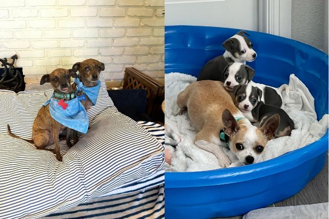Sigmund and Freud, left, are a bonded pair of Italian greyhound mixes who are loving lap dogs. Roxi, right, was found as a pregnant stray by Saving Hope. The Hedricks fostered Roxi and adopted two puppies from the litter. Sigmund and Freud, left, are a bonded pair of Italian greyhound mixes who are loving lap dogs. Roxi, right, was found as a pregnant stray by Saving Hope. The Hedricks fostered Roxi and adopted two puppies from the litter.