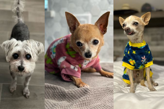 Poncho, Rosie, and Smitty were all in need of medical treatment when they were first brought in to Saving Hope Animal Rescue. The Hedricks took them in and fostered them to health. Poncho, Rosie, and Smitty were all in need of medical treatment when they were first brought in to Saving Hope Animal Rescue. The Hedricks took them in and fostered them to health.
