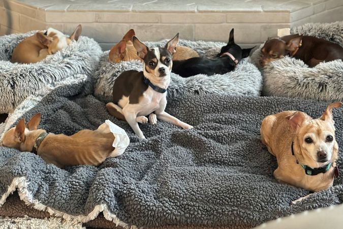 All of the Hedricks’ current foster dogs. All of the Hedricks’ current foster dogs.