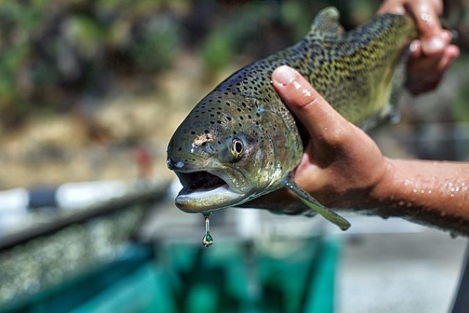 A Chinook salmon A Chinook salmon