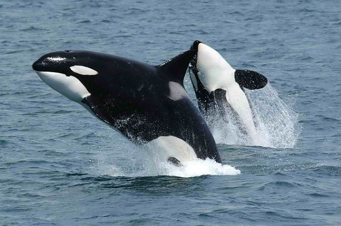 Two orcas surfacing Two orcas surfacing